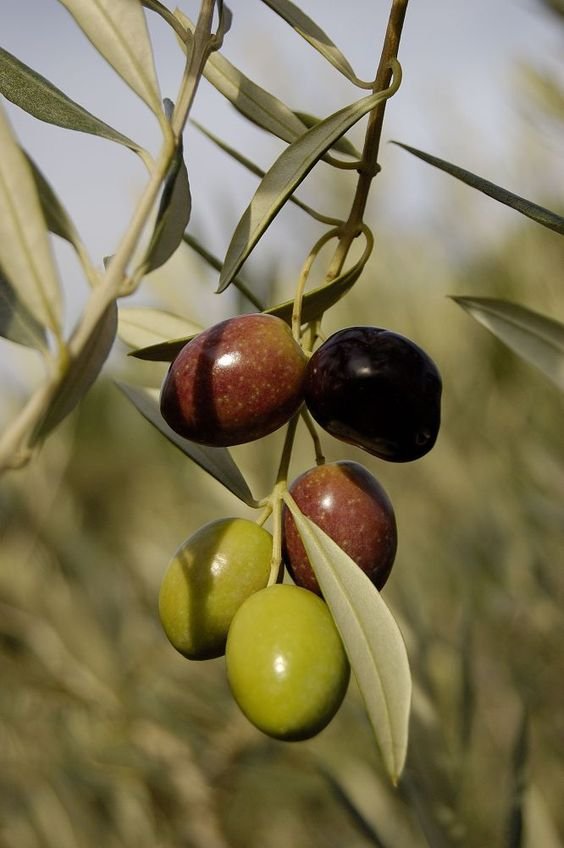 olivetree