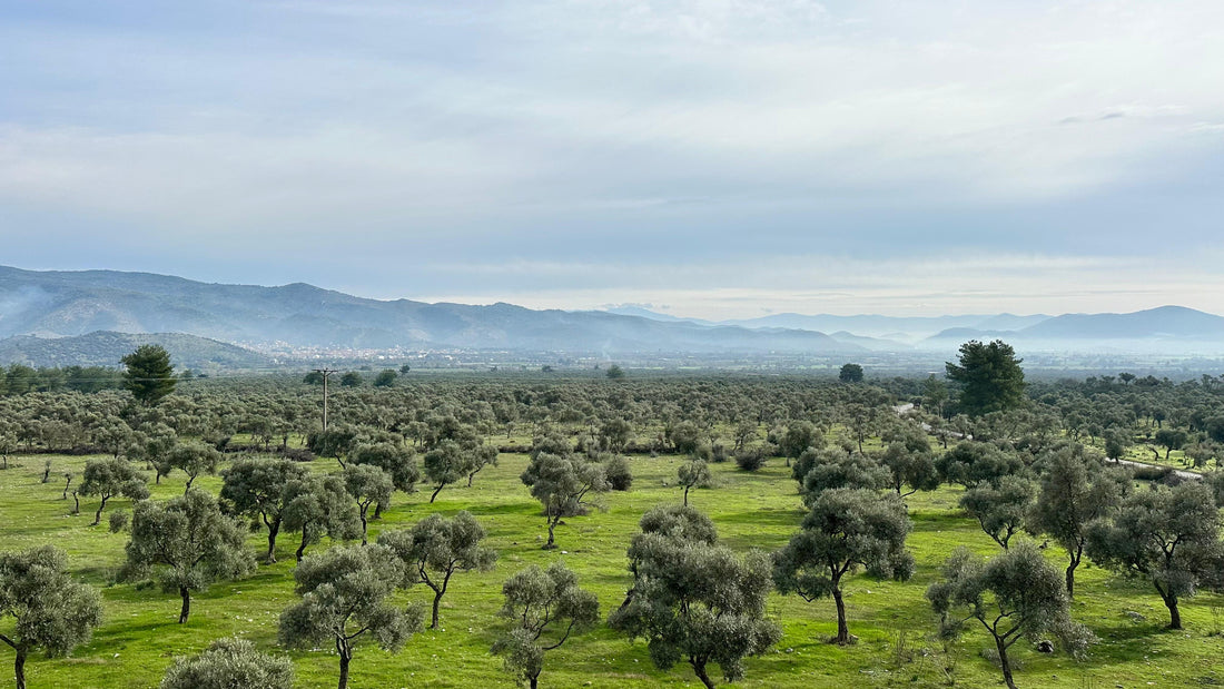 Unlocking the Essence of Excellence: Milas Memecik